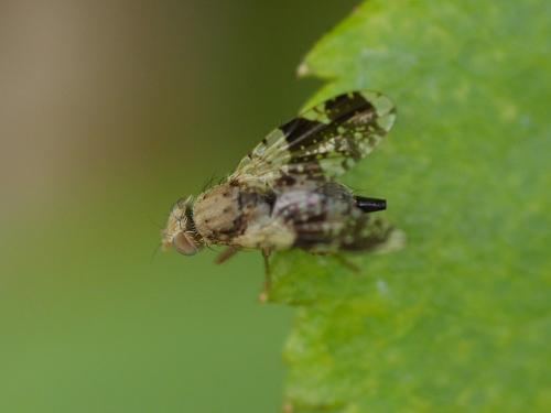 Réf. 294 216 : Tephritis formosa